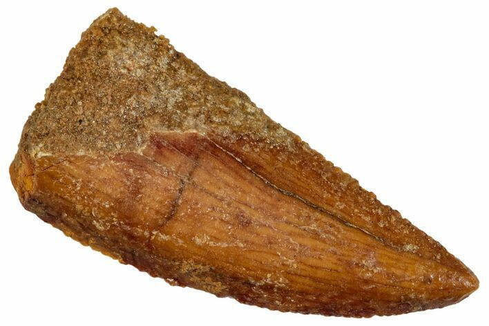 Serrated, Raptor Tooth - Real Dinosaur Tooth #269122